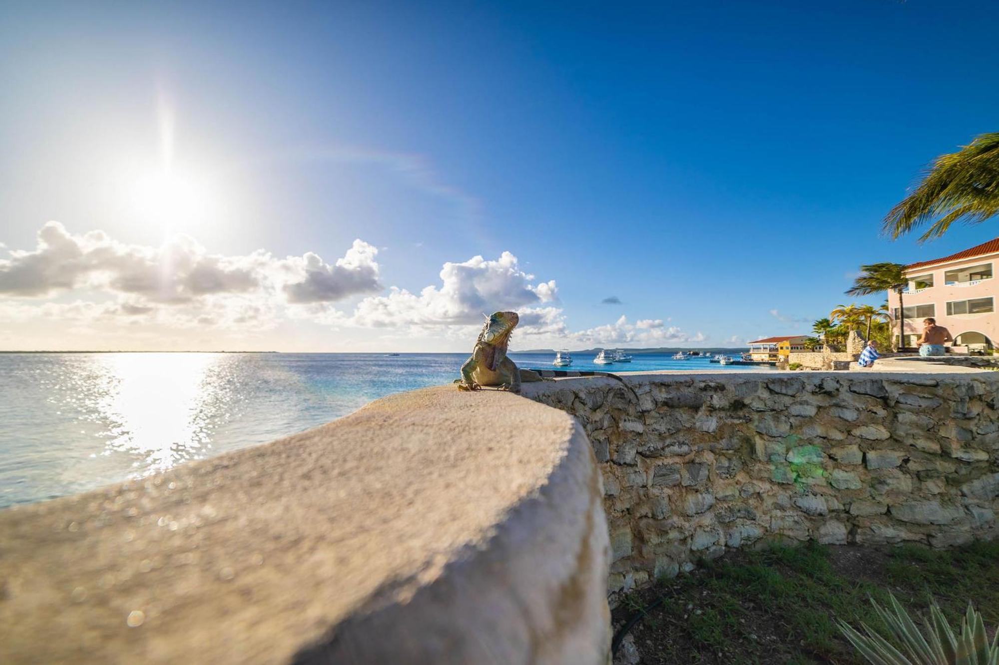 Sand Dollar Bonaire Playa Exterior photo
